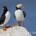 puffin_atlantic_msi_h_0735_can1763.jpg